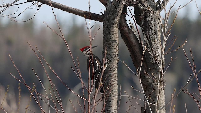 Pileated Woodpecker - ML614778987
