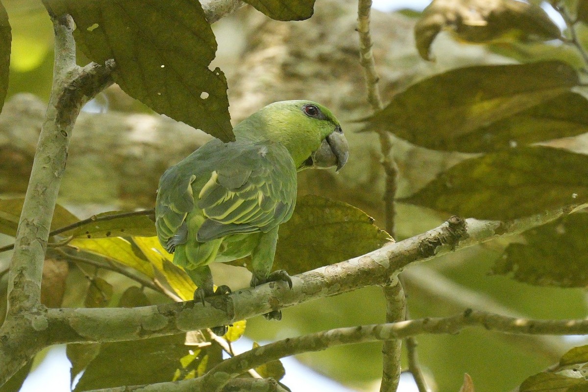 Short-tailed Parrot - ML614779037