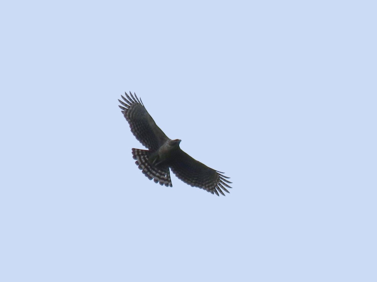 Mountain Hawk-Eagle - ML614779270