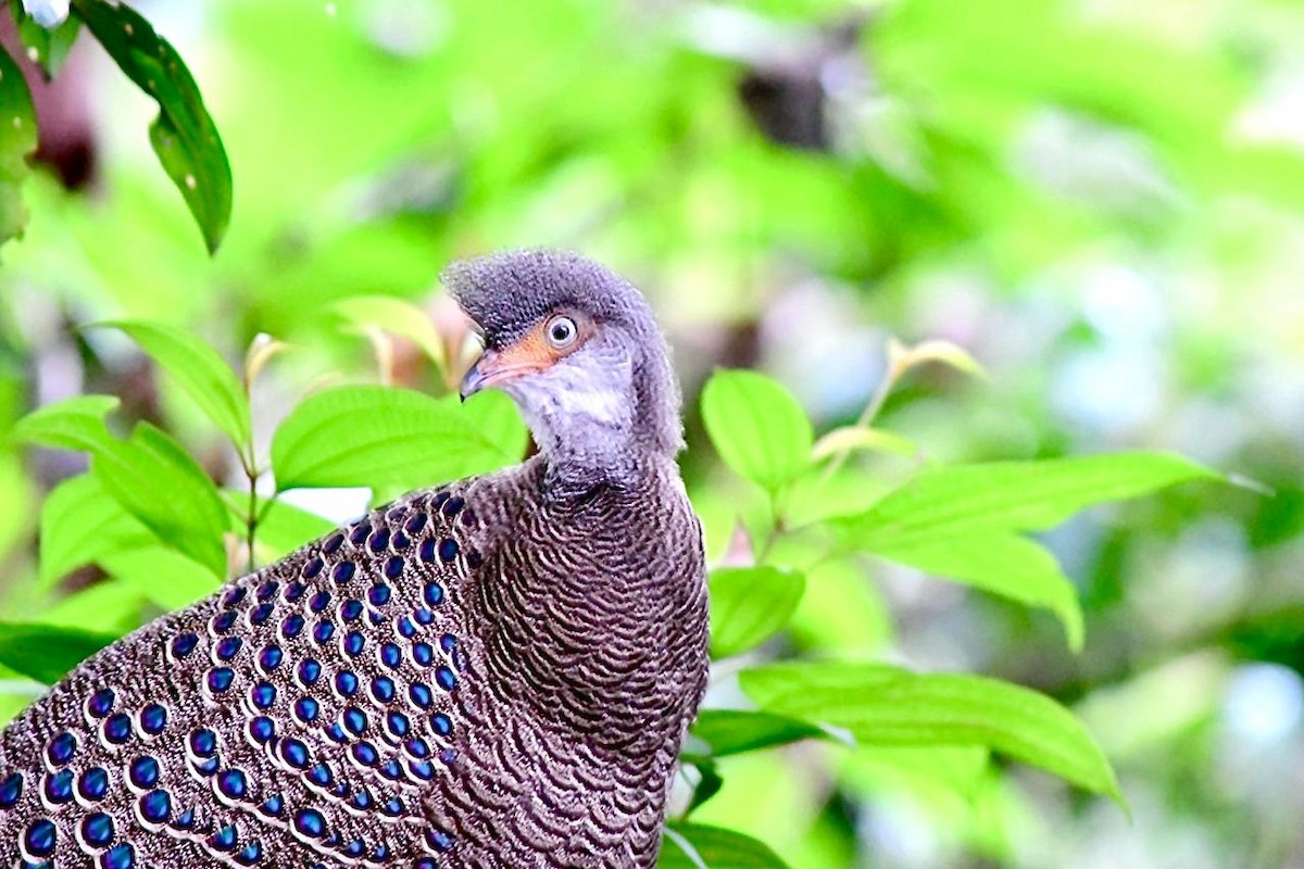 Gray Peacock-Pheasant - Manash Pratim
