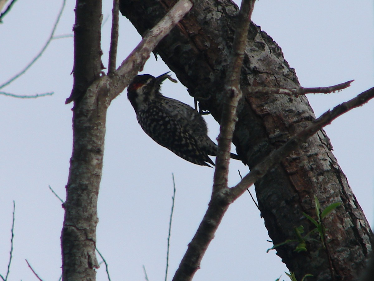 Checkered Woodpecker - ML614779582