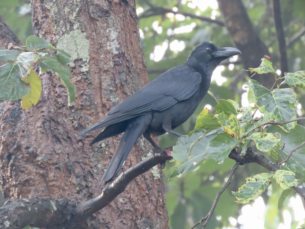Large-billed Crow - ML614779723