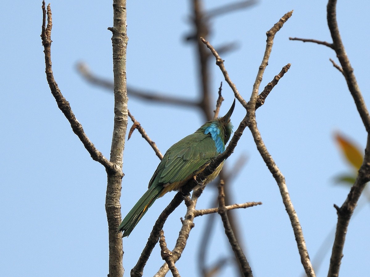 Blue-bearded Bee-eater - ML614779735