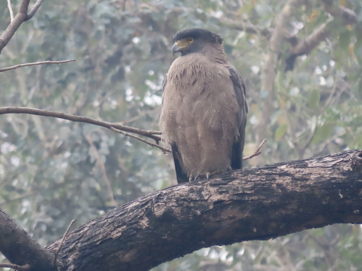 Crested Serpent-Eagle - ML614779740