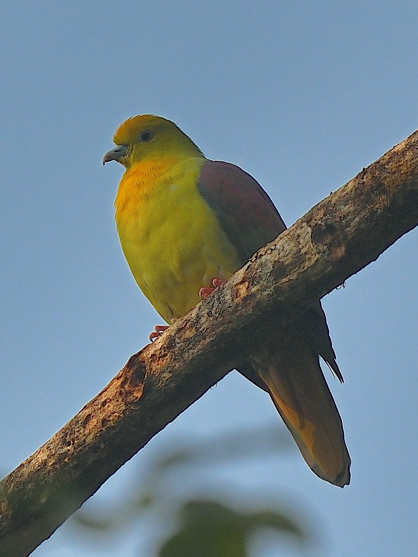 Wedge-tailed Green-Pigeon - ML614779893