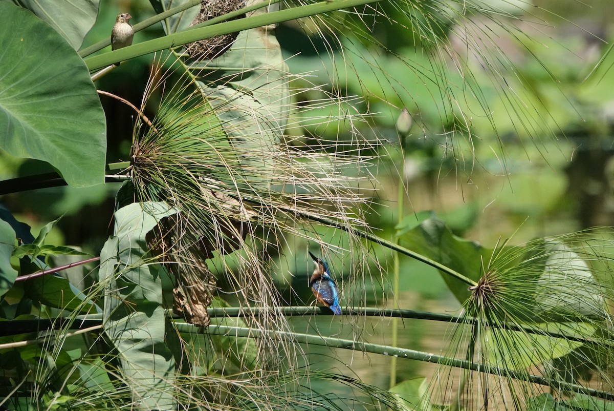 Malachite Kingfisher - Anonymous