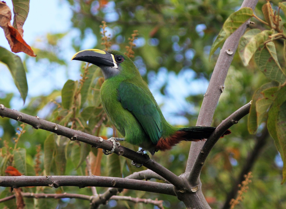 Southern Emerald-Toucanet (Santa Marta) - Bill Maynard
