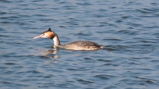 Great Crested Grebe - ML614780666