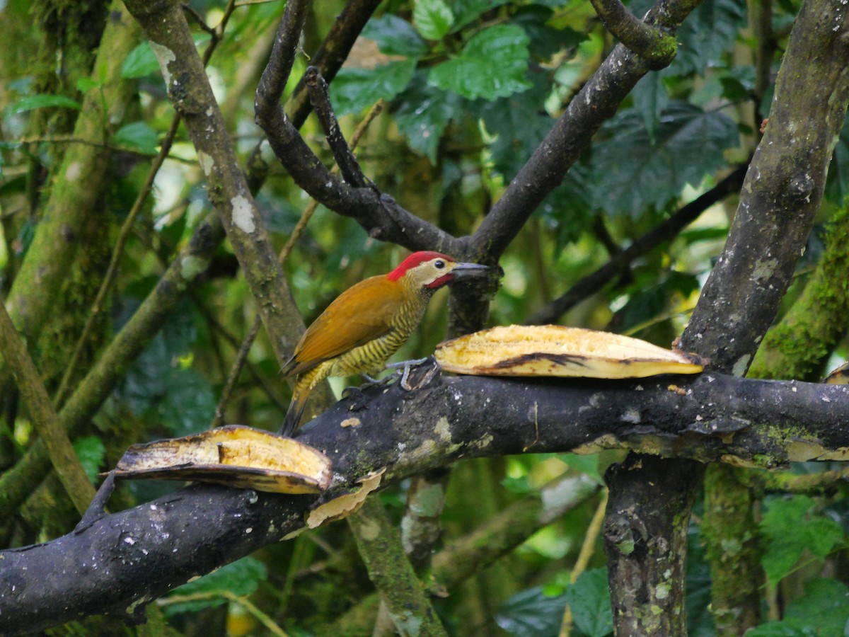 Golden-olive Woodpecker (rubripileus) - ML614780751