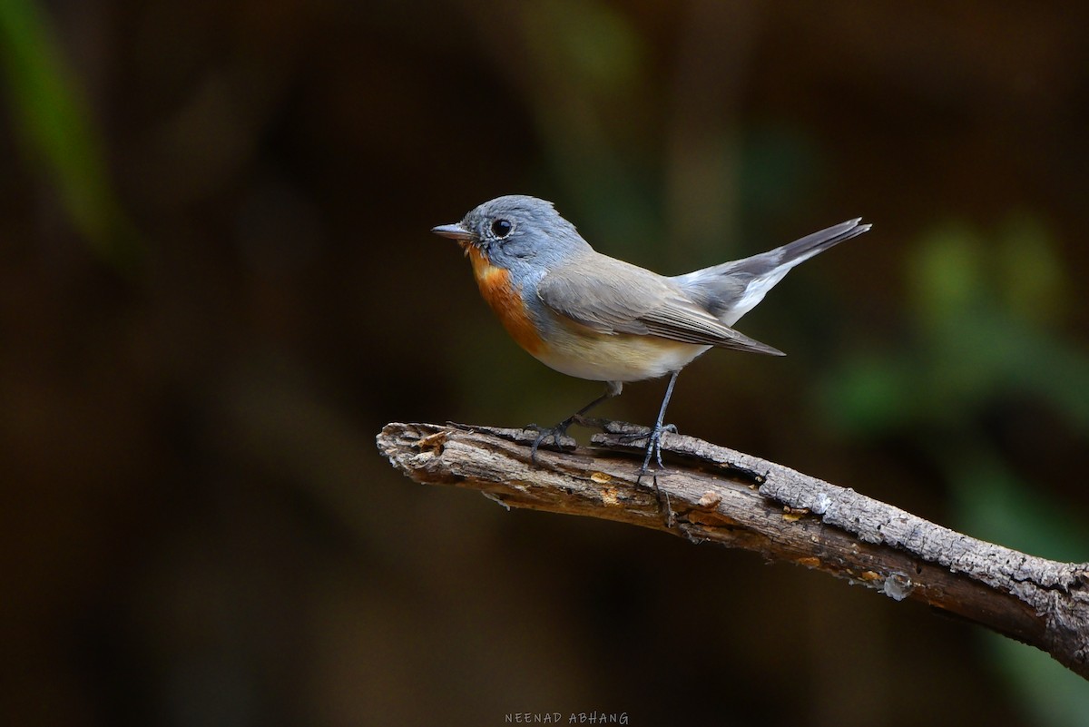 Red-breasted Flycatcher - ML614781024