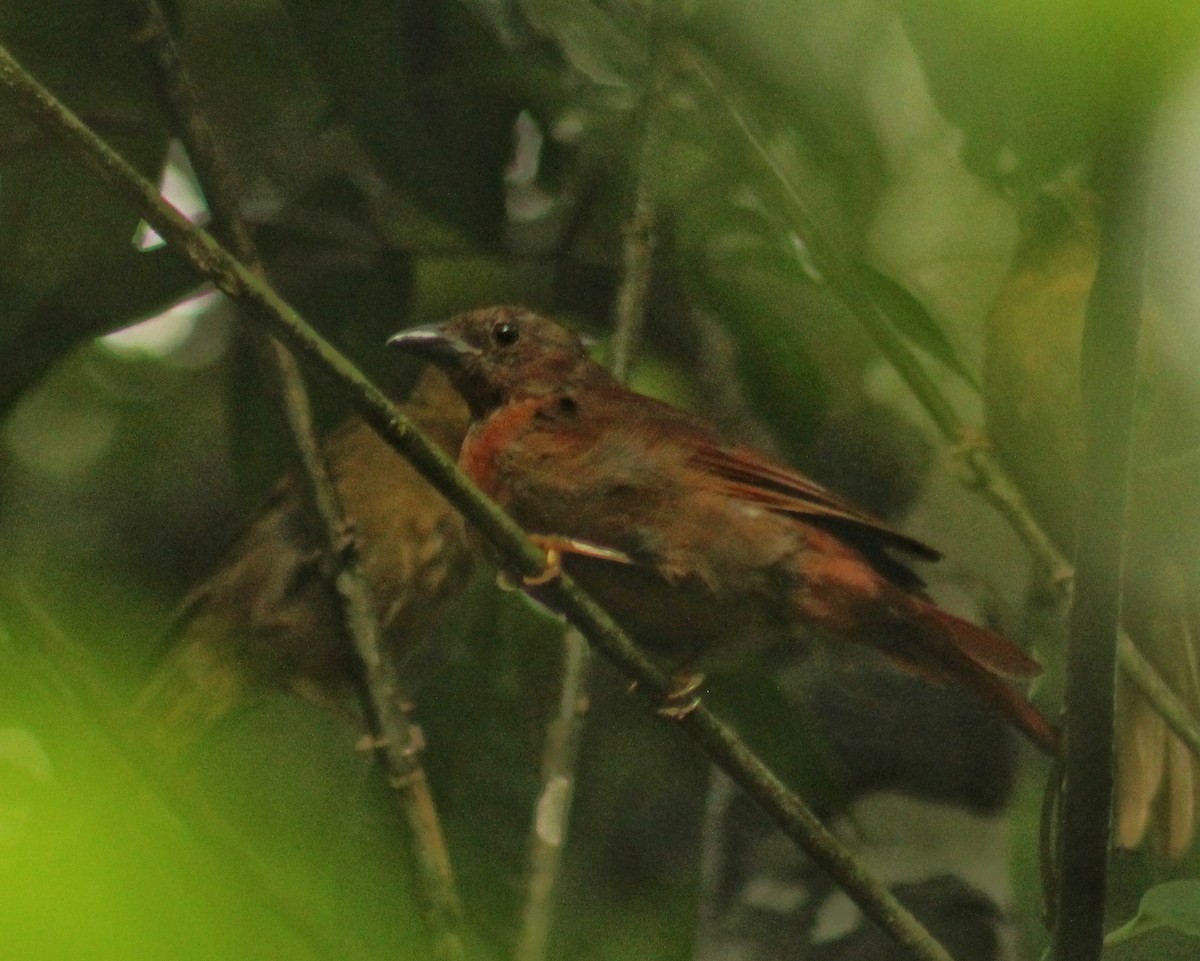 Red-crowned Ant-Tanager (Red) - ML614781119