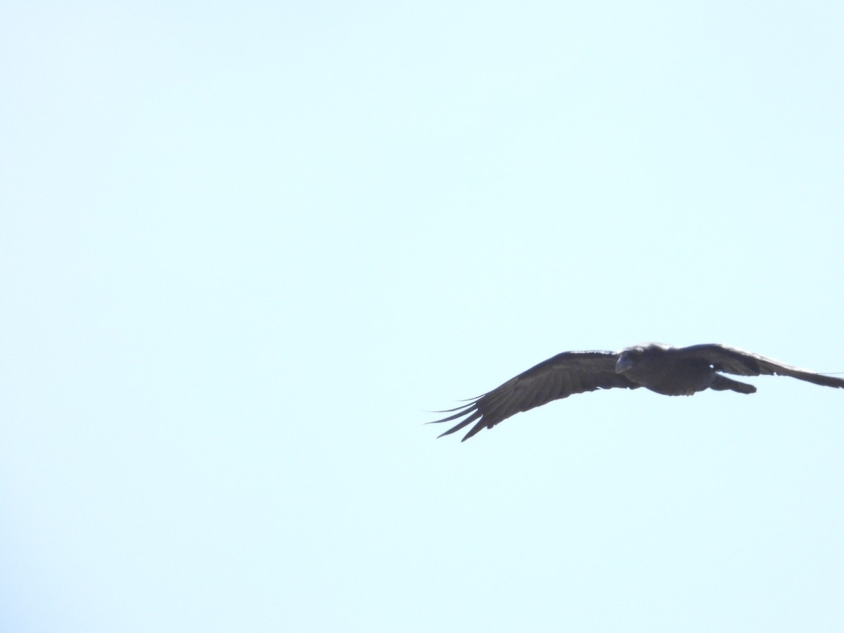 Brown-necked Raven - ML614781410