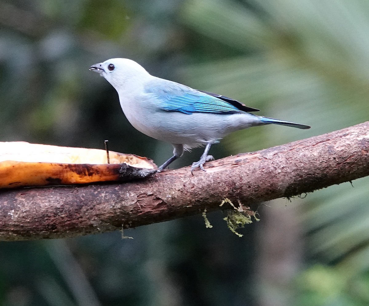 Blue-gray Tanager - ML614781489