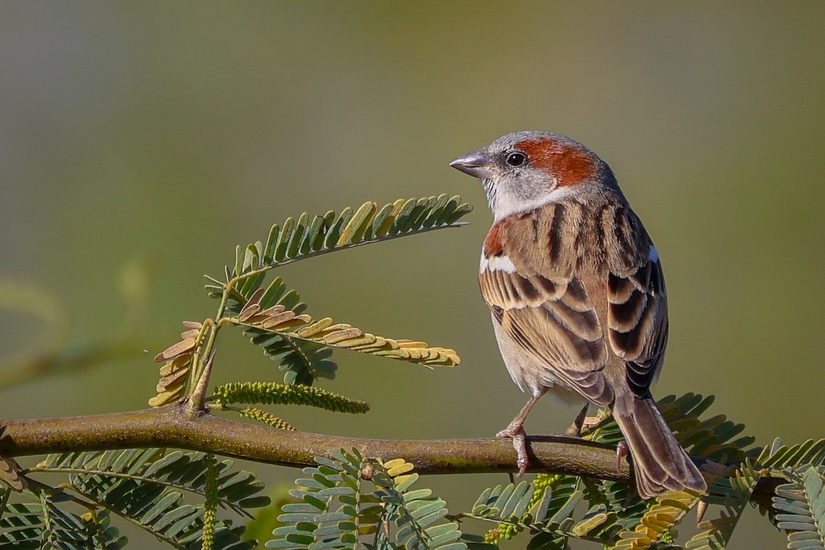 Sind Sparrow - Rahul Pereira