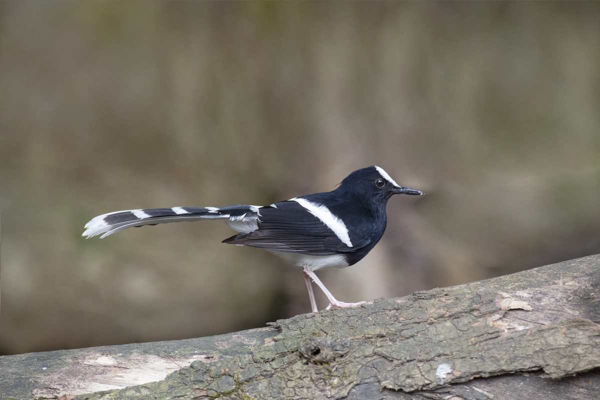 White-crowned Forktail - ML614781722