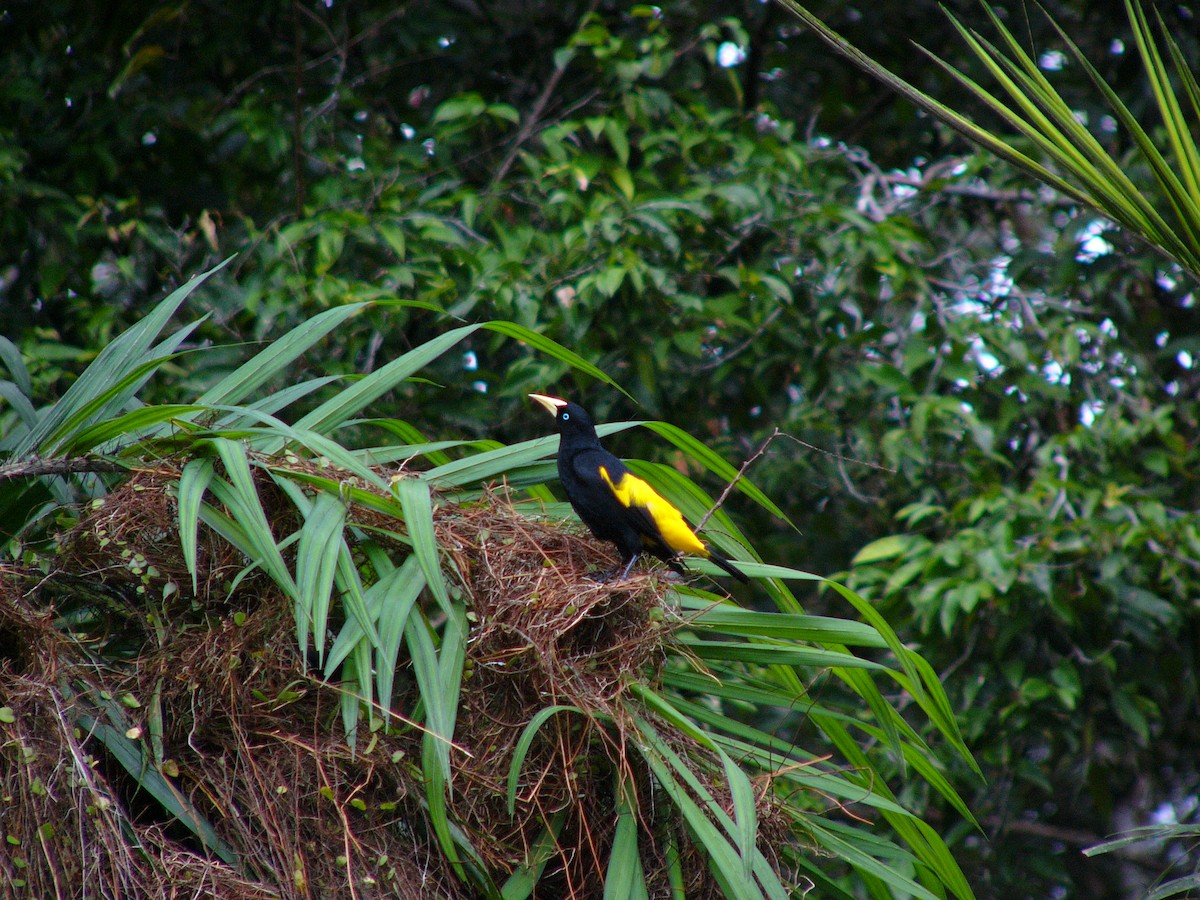 Yellow-rumped Cacique - ML614781830