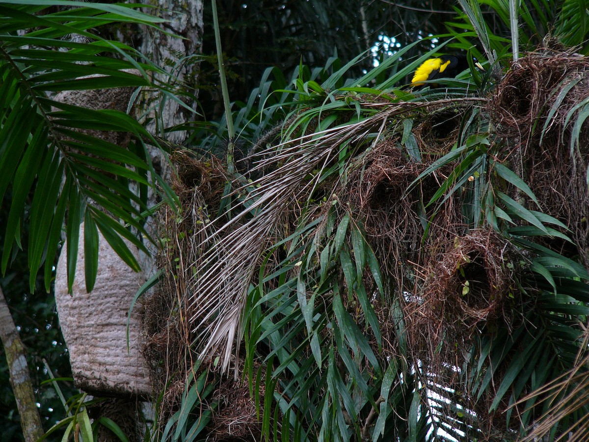 Yellow-rumped Cacique - ML614781842