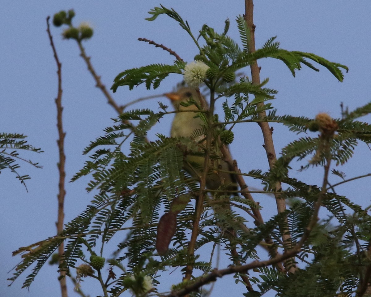 Western Tanager - ML614781911