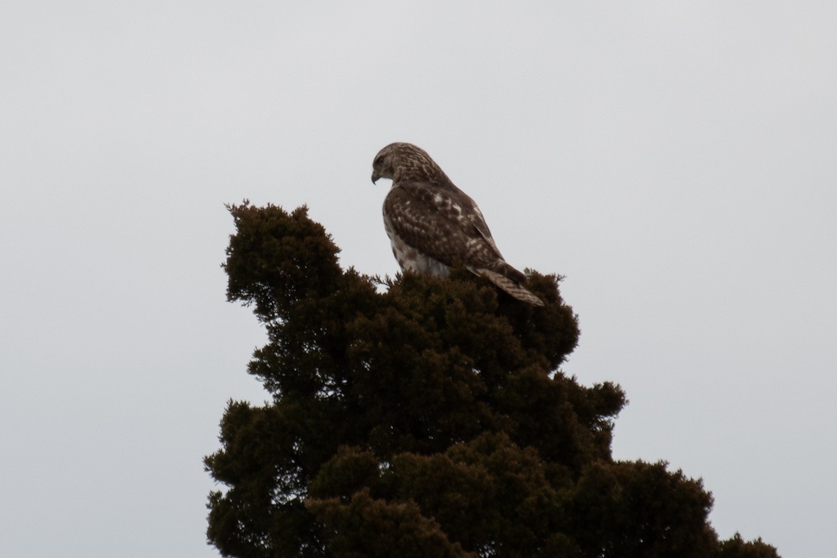 Red-tailed Hawk - ML614782090