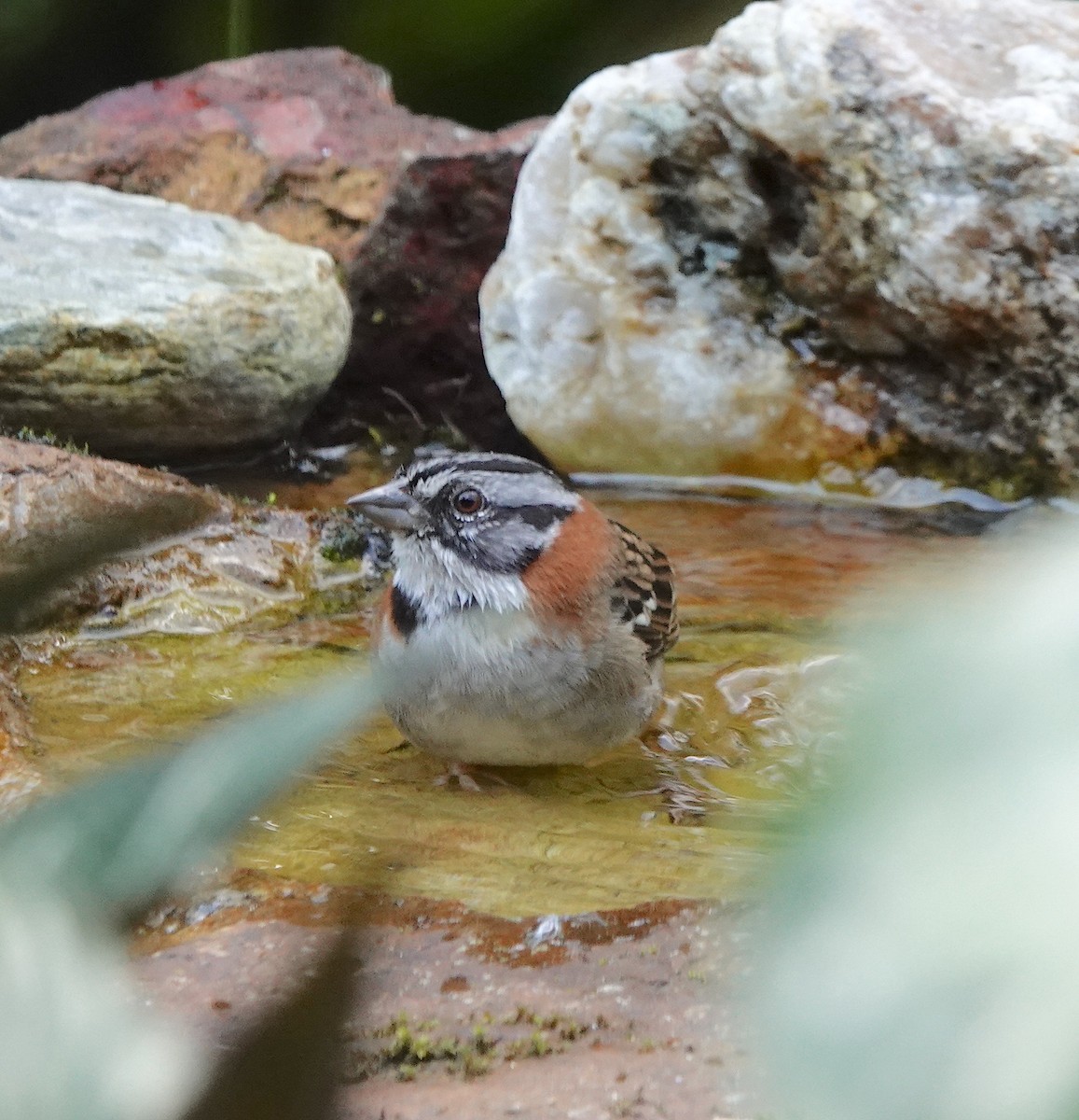 Rufous-collared Sparrow - ML614782238