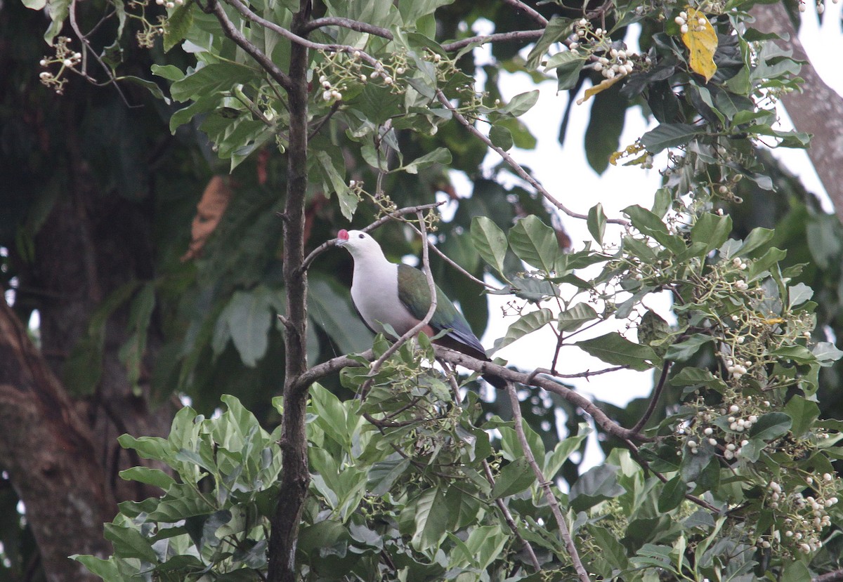 Red-knobbed Imperial-Pigeon - ML614782451