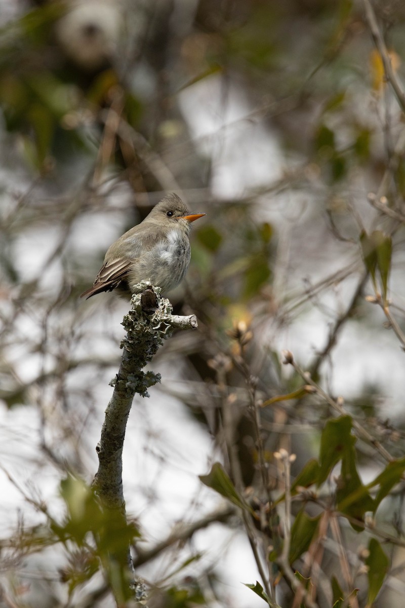 Greater Pewee - ML614782506