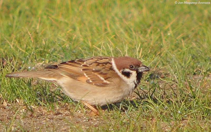 Eurasian Tree Sparrow - ML614782553