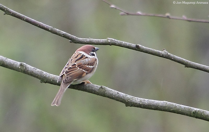 Eurasian Tree Sparrow - Jon Maguregi Arenaza