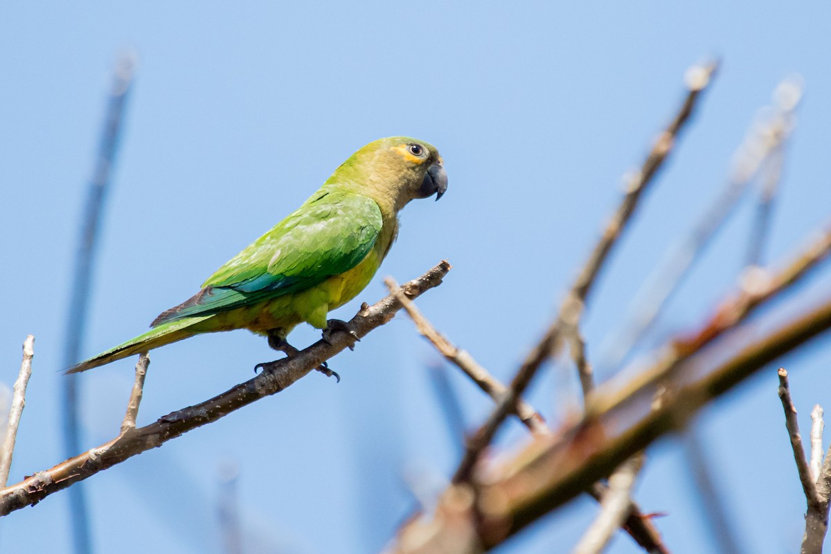 Brown-throated Parakeet - ML614783027