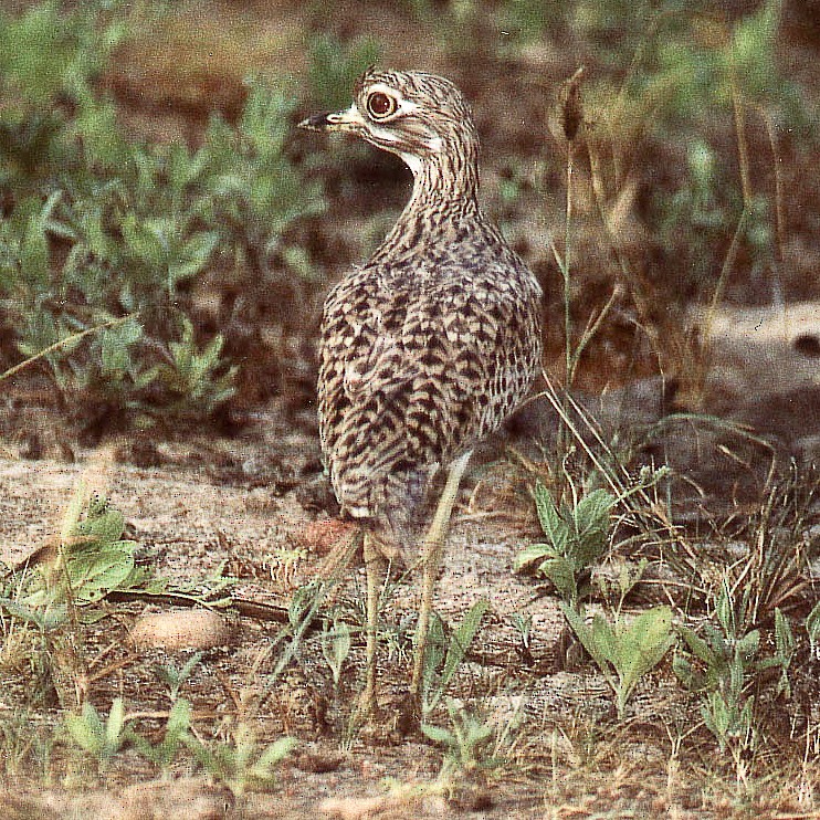 Spotted Thick-knee - ML614783212