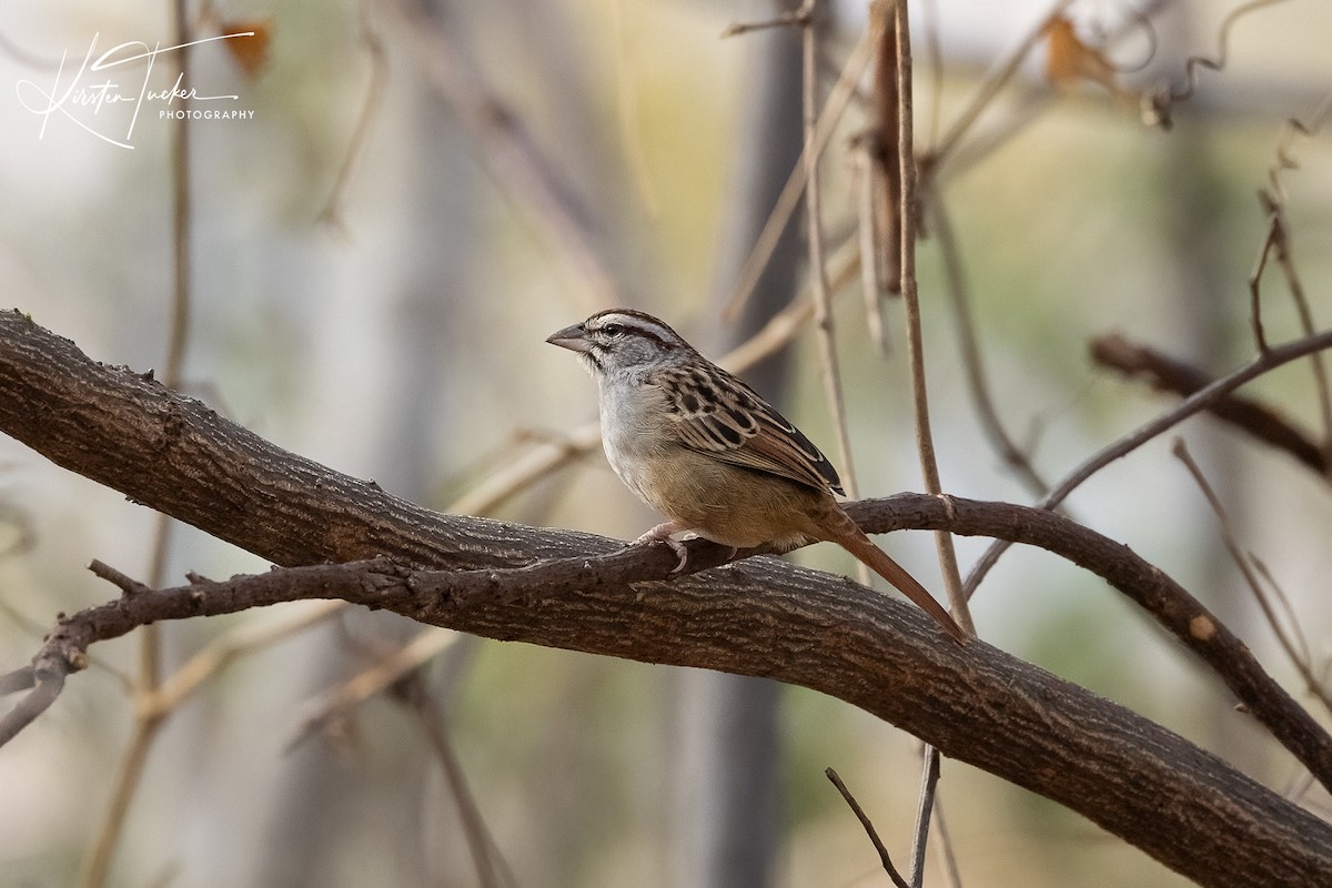 Cinnamon-tailed Sparrow - ML614783358