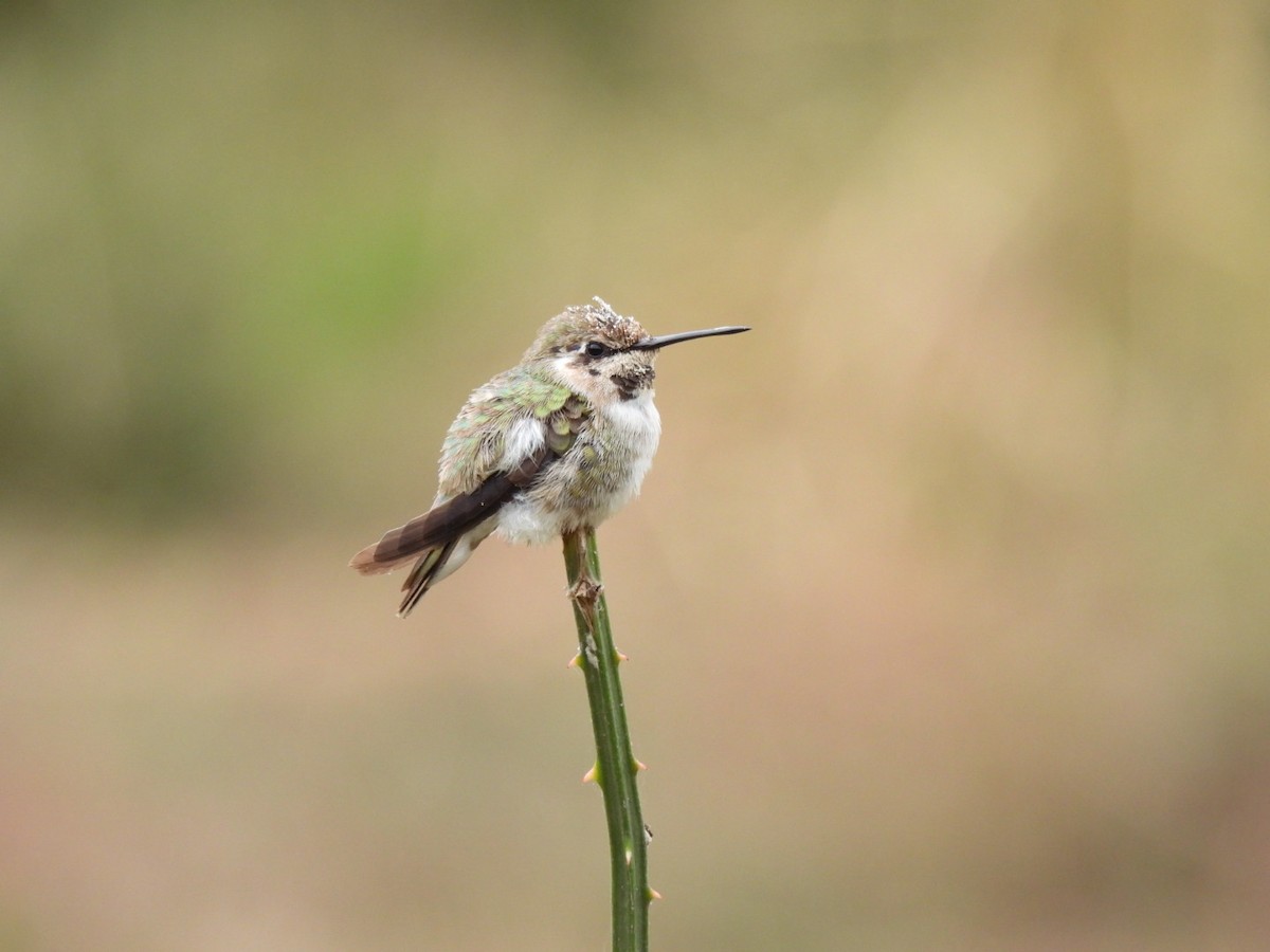 Costa's Hummingbird - ML614783613