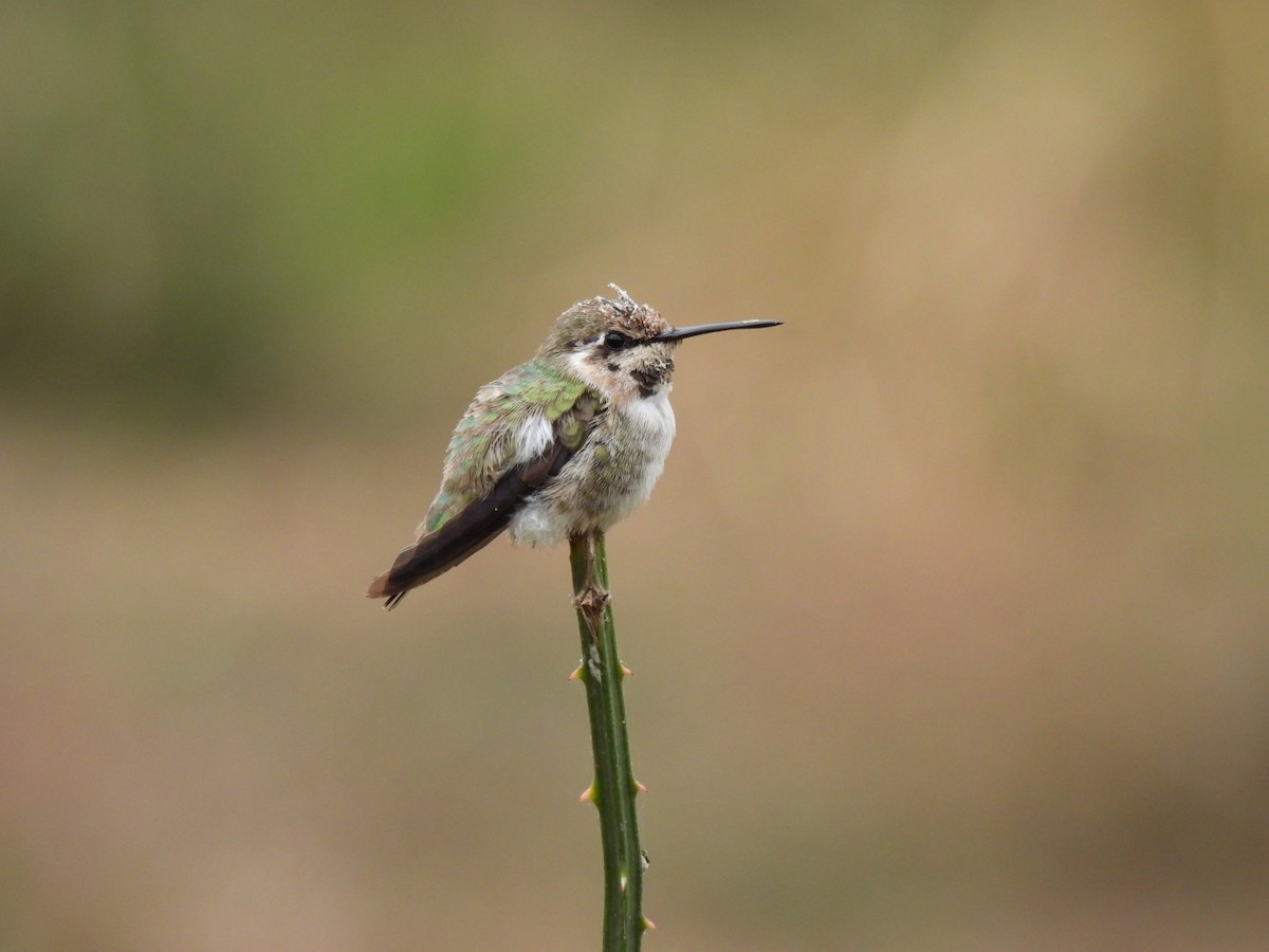 Costa's Hummingbird - Kevin Field
