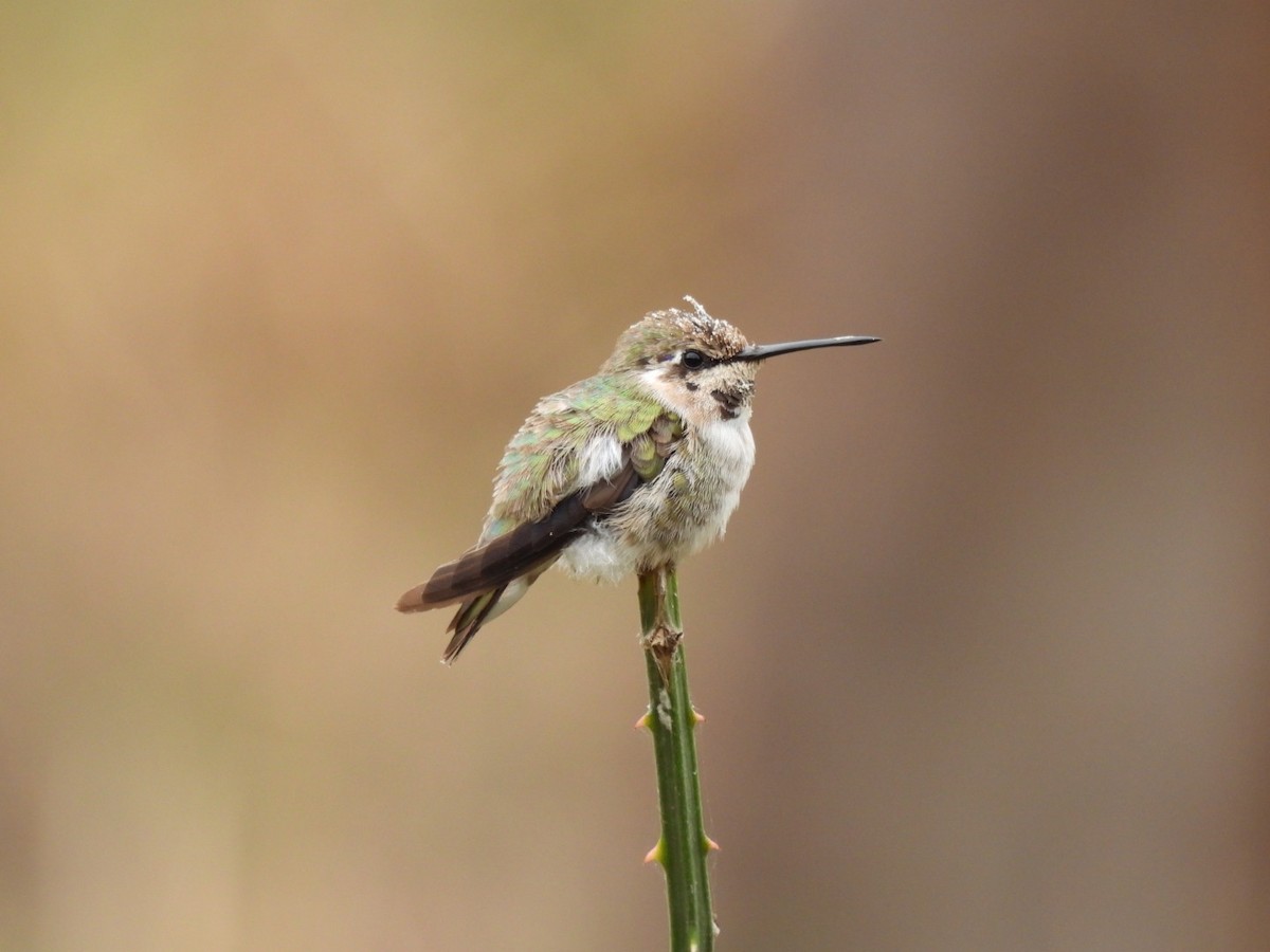 Costa's Hummingbird - ML614783616