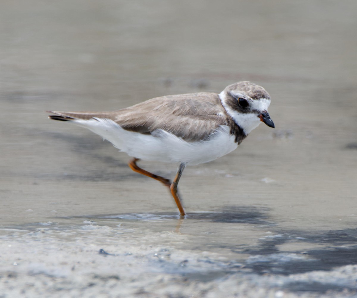 Semipalmated Plover - ML614783983