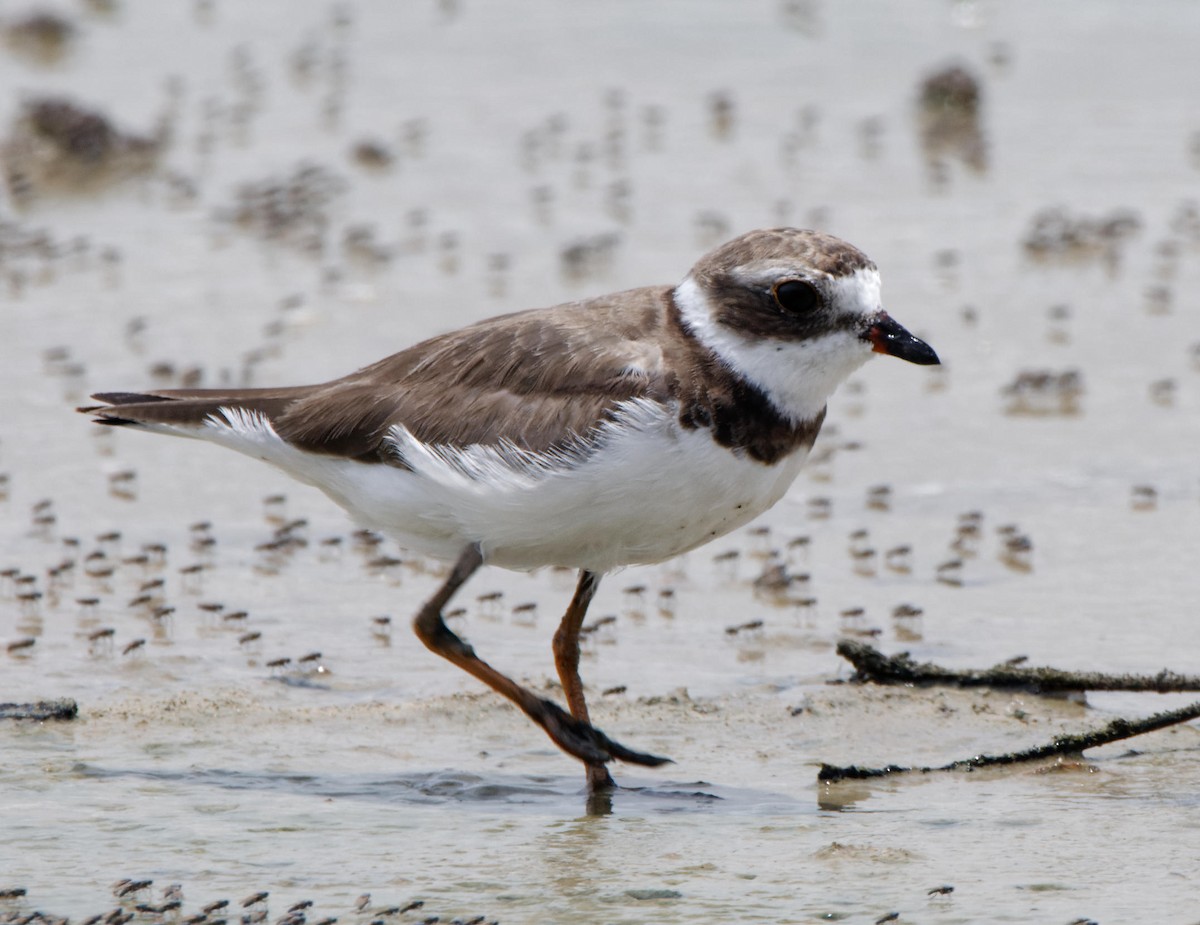Semipalmated Plover - ML614783987