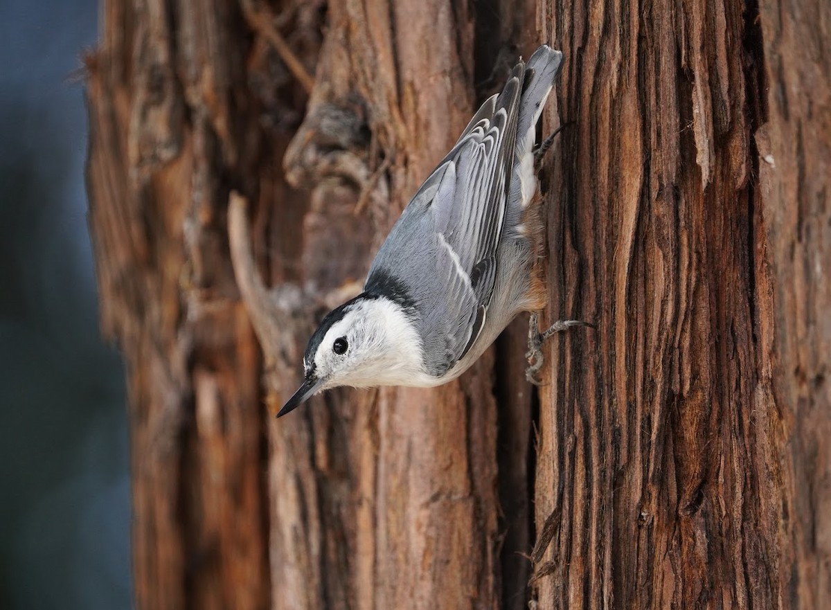 White-breasted Nuthatch - ML614784293