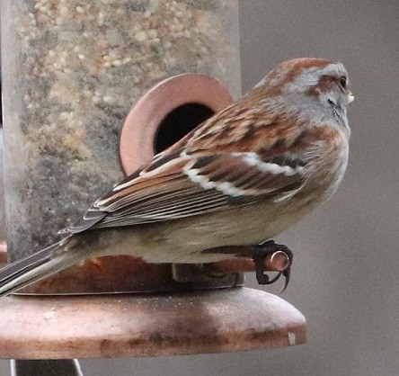 American Tree Sparrow - ML614784333