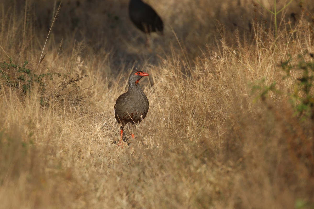 Gray-breasted Spurfowl - ML614784788