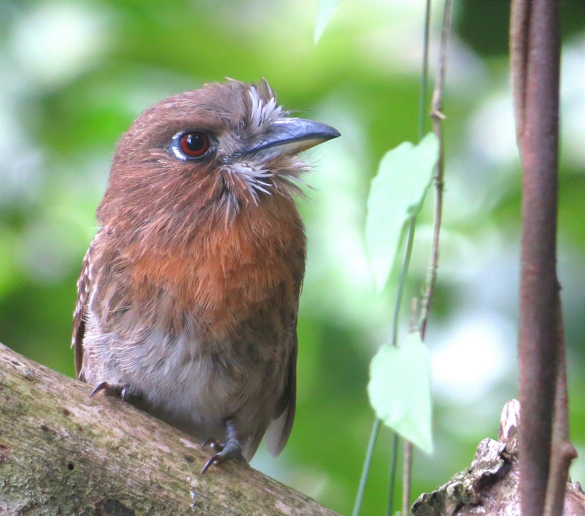 Moustached Puffbird - Anderson León Natera