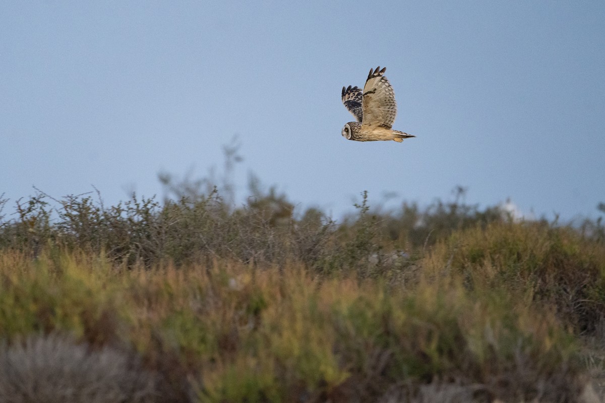 Short-eared Owl (South American) - ML614785016