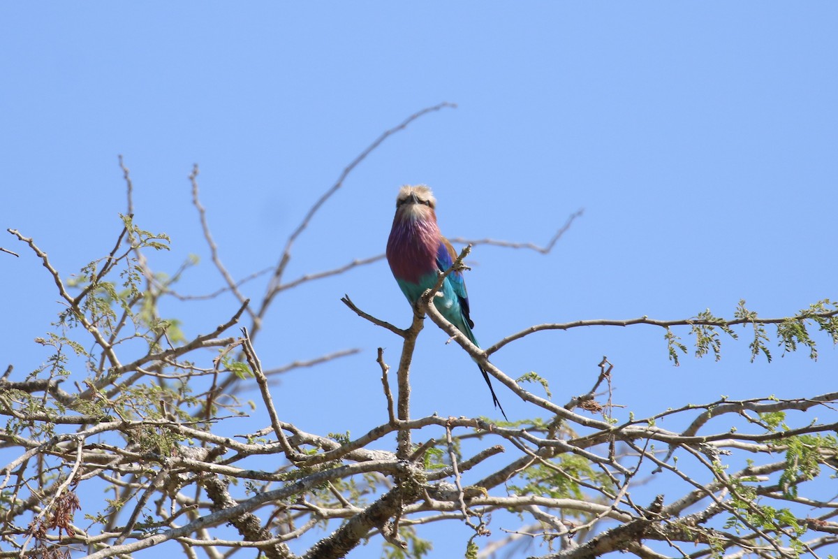 Lilac-breasted Roller - ML614785027