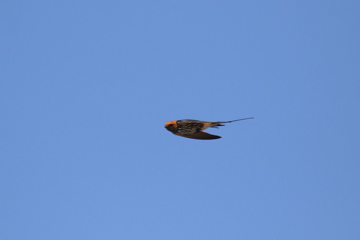 Lesser Striped Swallow - ML614785057