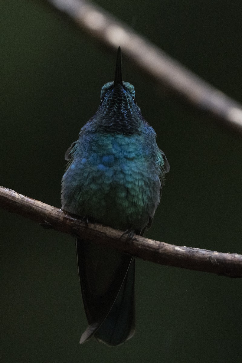 Lesser Violetear (Costa Rican) - ML614785262
