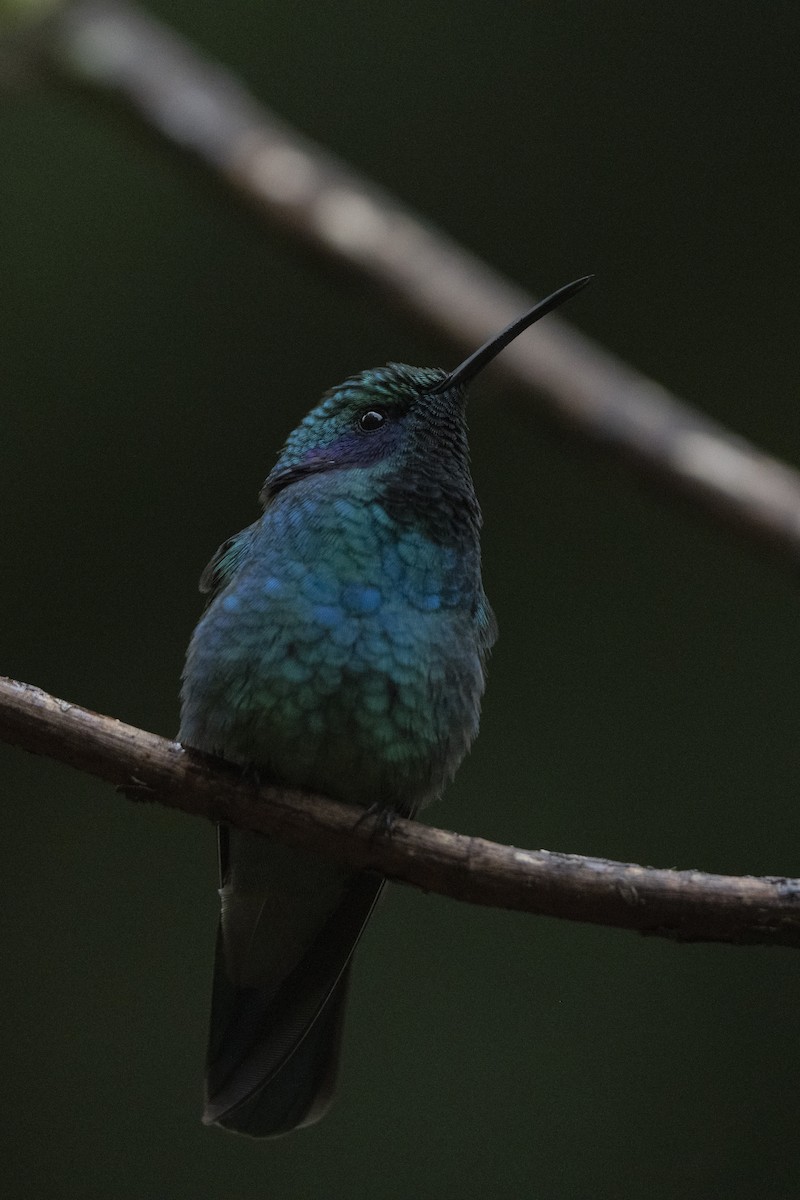 Lesser Violetear (Costa Rican) - ML614785263