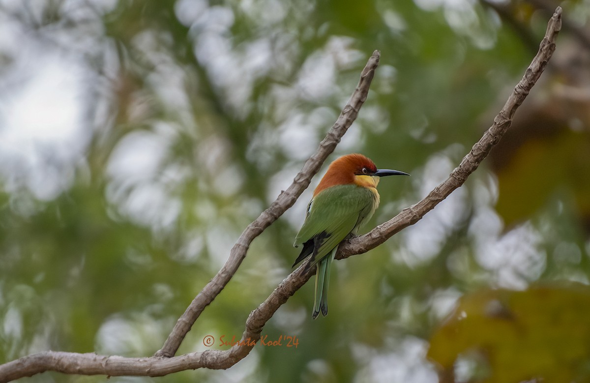 Chestnut-headed Bee-eater - Subrata Kool