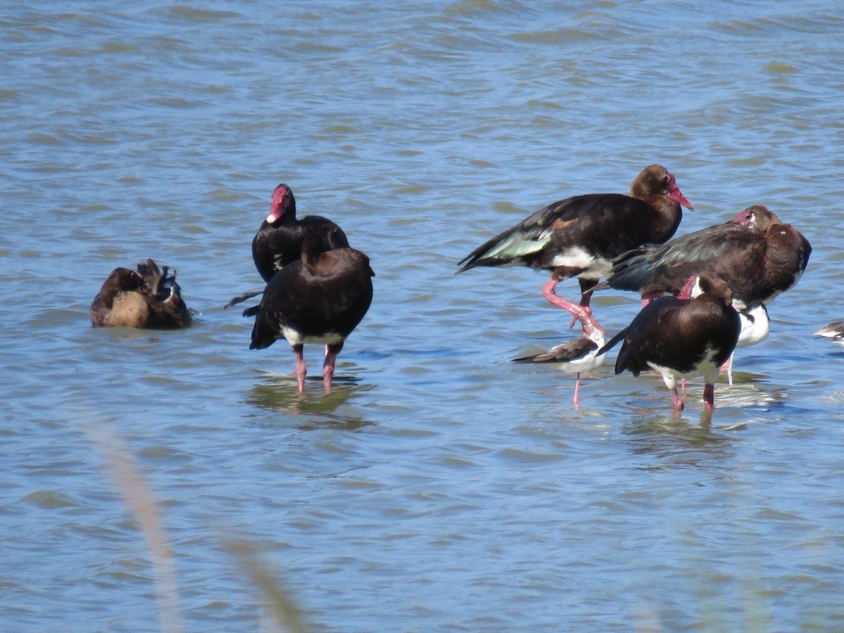 Spur-winged Goose (Southern) - ML614785455