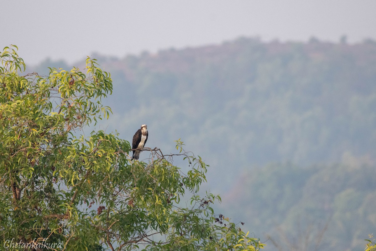 Osprey - Chetan Kalkura