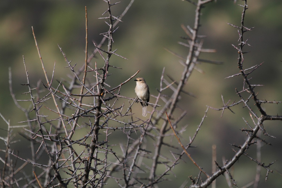 Brown-tailed Chat - ML614785528