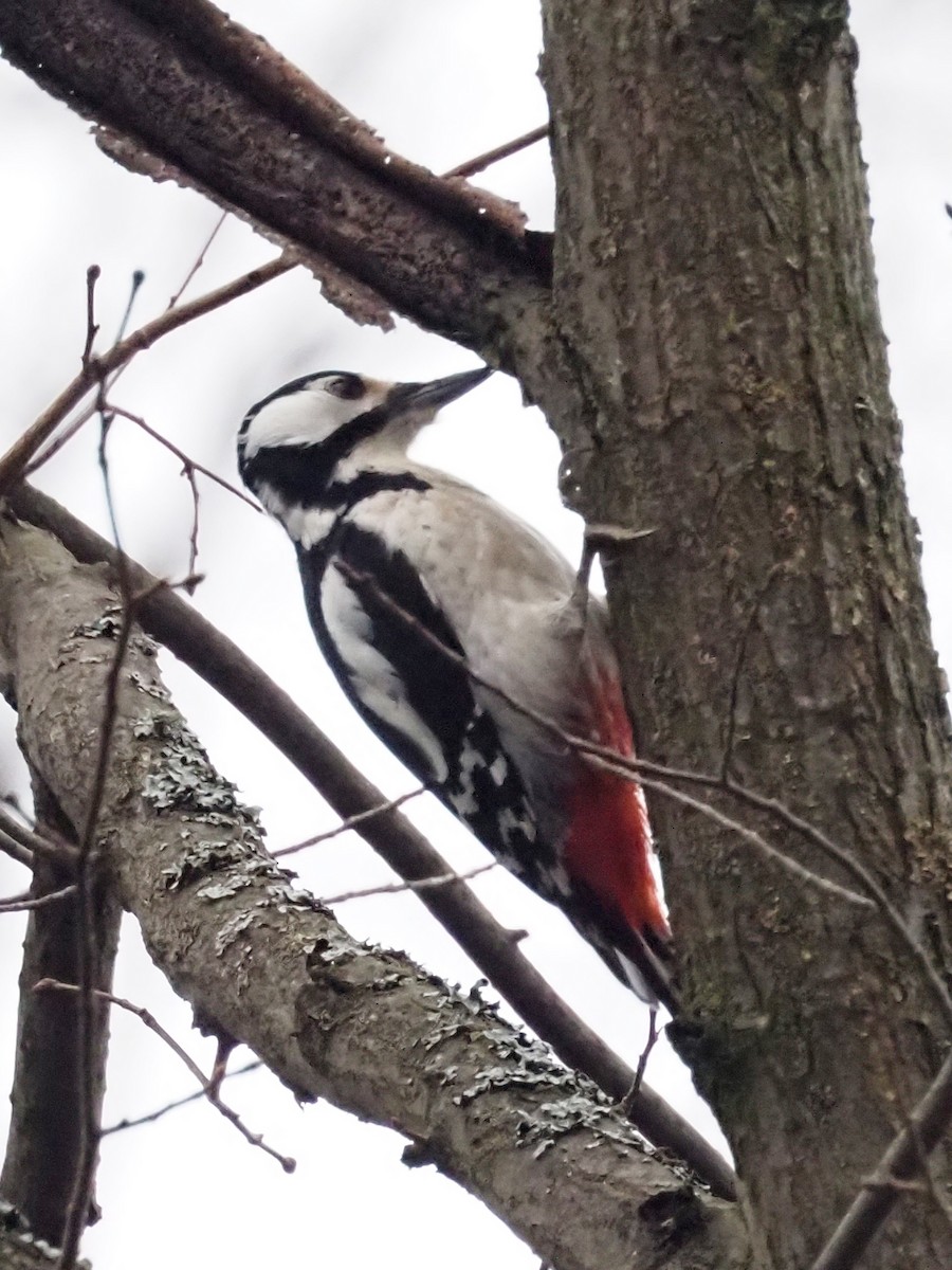 Great Spotted Woodpecker - ML614785776